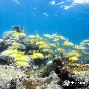 Poissons osseux » Lutjan » Lutjanus fulviflamma