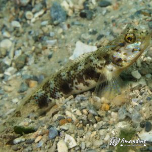 Poissons osseux » Gobie » Vanderhorstia sp.