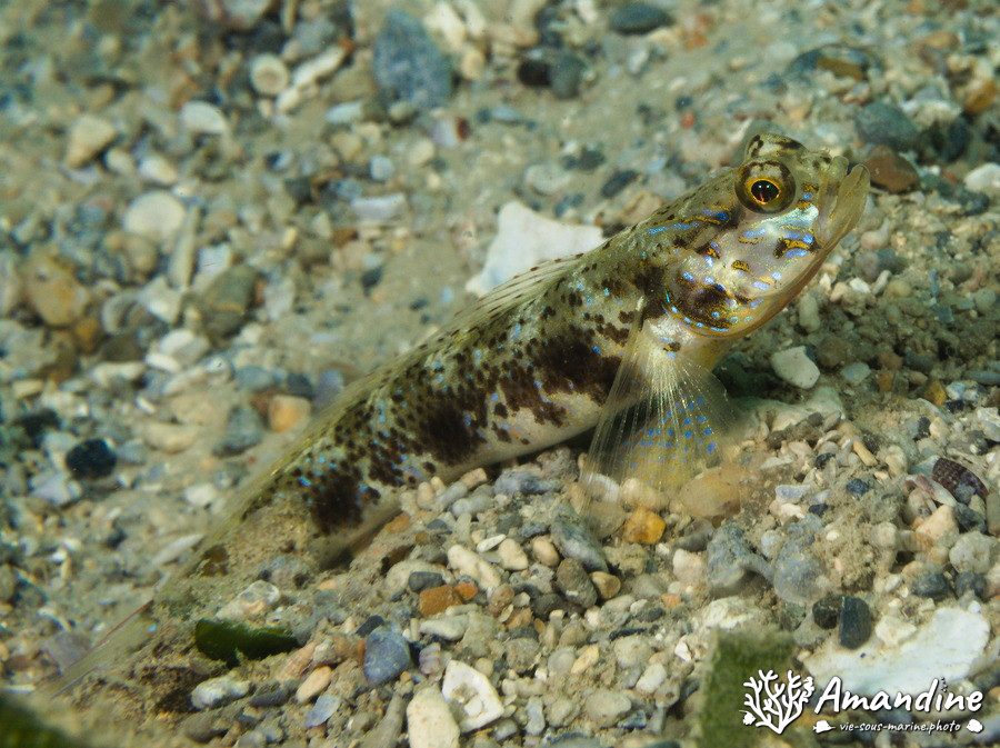Vanderhorstia sp.