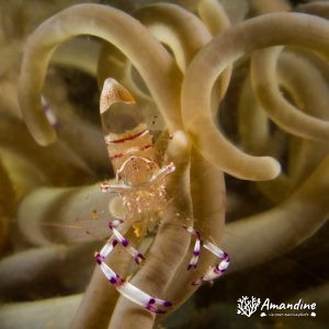Crevette - Nouvelle-Calédonie, Nouméa, Ouémo