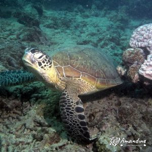 Tortue marine » Chelonia mydas (tortue verte)
