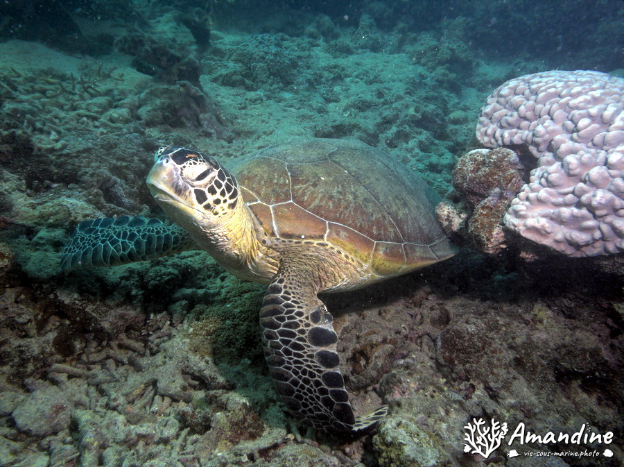 Chelonia mydas (tortue verte)