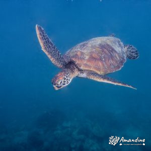 Tortue marine » Chelonia mydas (tortue verte)