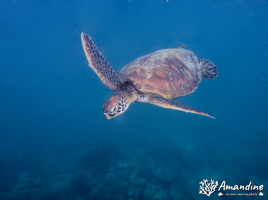 Chelonia mydas (tortue verte)