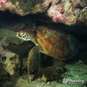 Tortue marine » Chelonia mydas (tortue verte)