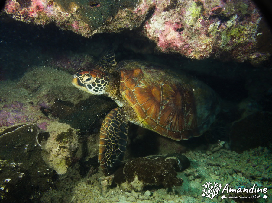 Chelonia mydas (tortue verte)