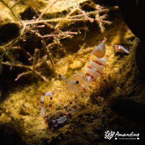 Crevette - Nouvelle-Calédonie, Nouméa, Ouémo