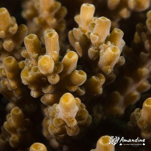 Cnidaires » Corail dur (scleractiniaire)