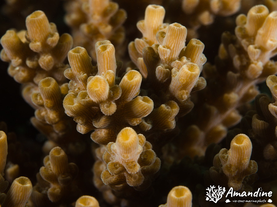 Corail dur (scleractiniaire)