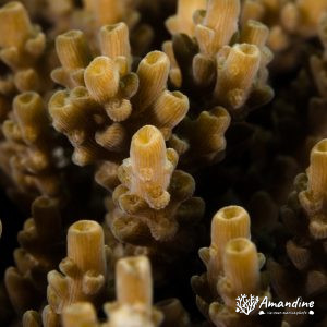 Cnidaires » Corail dur (scleractiniaire)