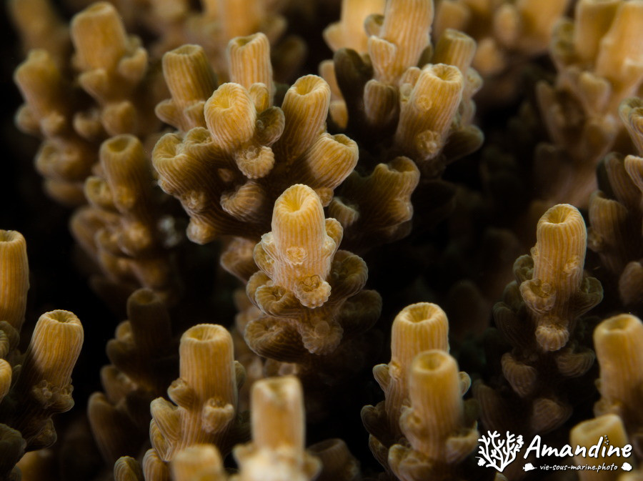 Corail dur (scleractiniaire)