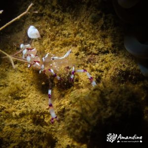 Crevette - Nouvelle-Calédonie, Nouméa, Ouémo