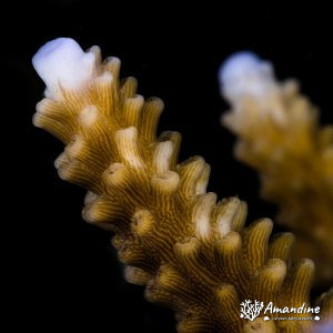 Cnidaires » Corail dur (scleractiniaire)
