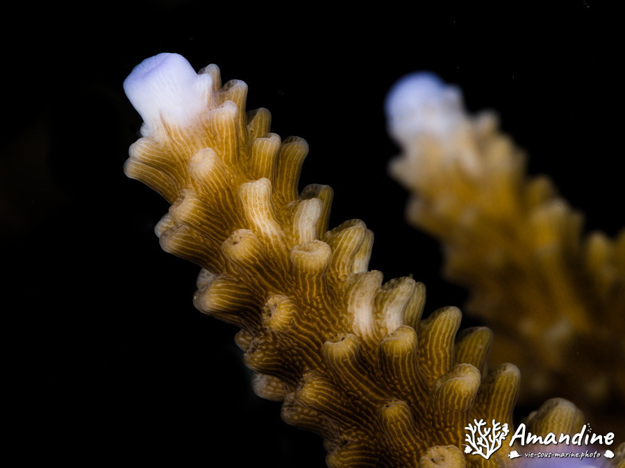 Corail dur (scleractiniaire)
