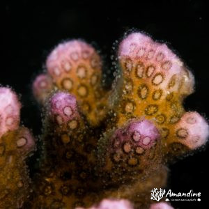 Cnidaires » Corail dur (scleractiniaire)