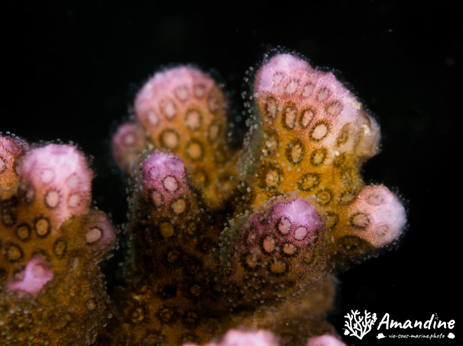 Corail dur (scleractiniaire)