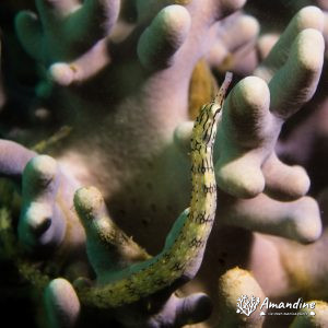 Poisson-pipe - Nouvelle-Calédonie, Nouméa, Ouémo