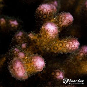 Cnidaires » Corail dur (scleractiniaire)