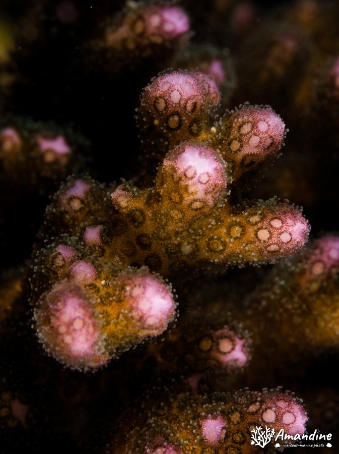 Corail dur (scleractiniaire)