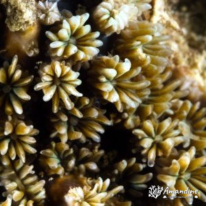 Cnidaires » Corail dur (scleractiniaire)