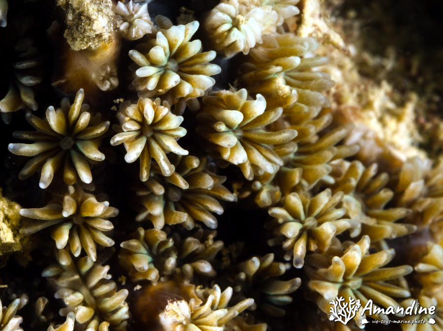 Corail dur (scleractiniaire)