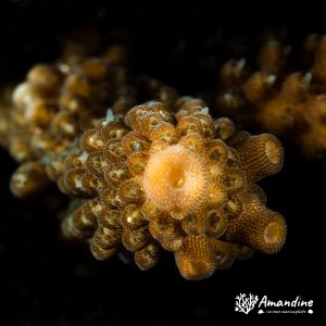 Cnidaires » Corail dur (scleractiniaire)