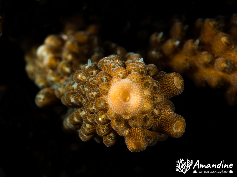 Corail dur (scleractiniaire)