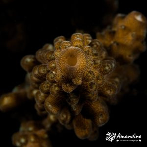 Cnidaires » Corail dur (scleractiniaire)