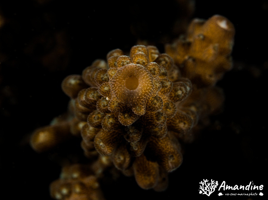 Corail dur (scleractiniaire)