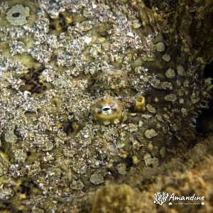 Bothus mancus - Nouvelle-Calédonie, Nouméa, Ouémo
