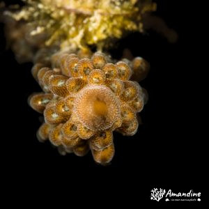 Cnidaires » Corail dur (scleractiniaire)
