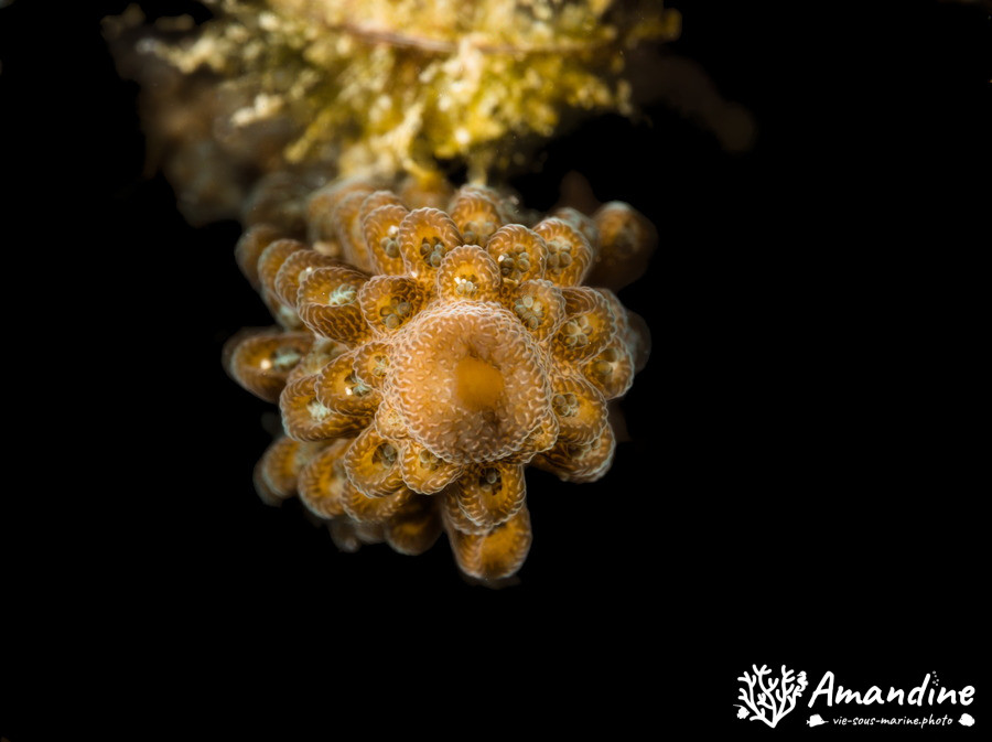 Corail dur (scleractiniaire)