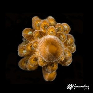 Cnidaires » Corail dur (scleractiniaire)