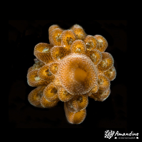 Corail dur (scleractiniaire)