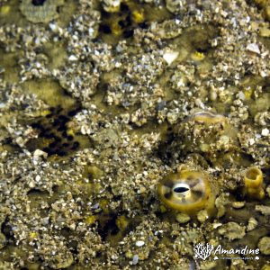 Bothus mancus - Nouvelle-Calédonie, Nouméa, Ouémo