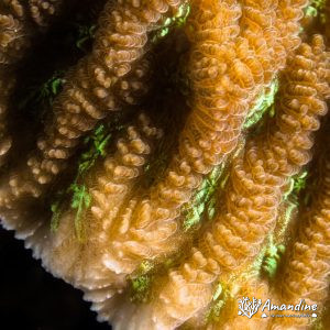 Cnidaires » Corail dur (scleractiniaire)