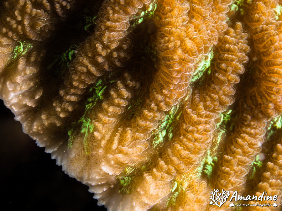 Corail dur (scleractiniaire)