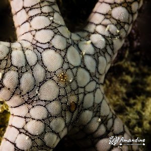 Échinodermes » Étoile de mer » Fromia indica