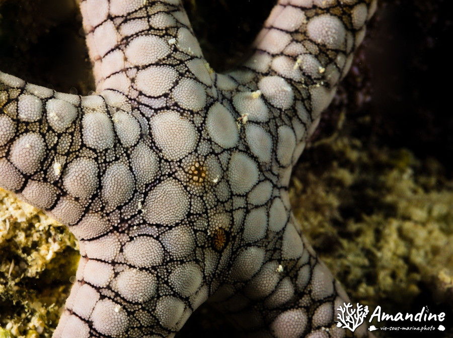Fromia indica