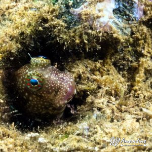 Blennie - Nouvelle-Calédonie, Nouméa, Ouémo