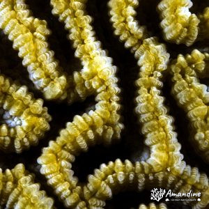 Cnidaires » Corail dur (scleractiniaire)