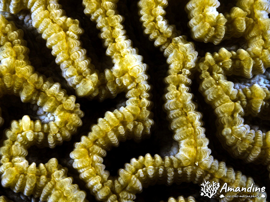 Corail dur (scleractiniaire)