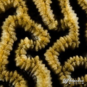 Cnidaires » Corail dur (scleractiniaire)