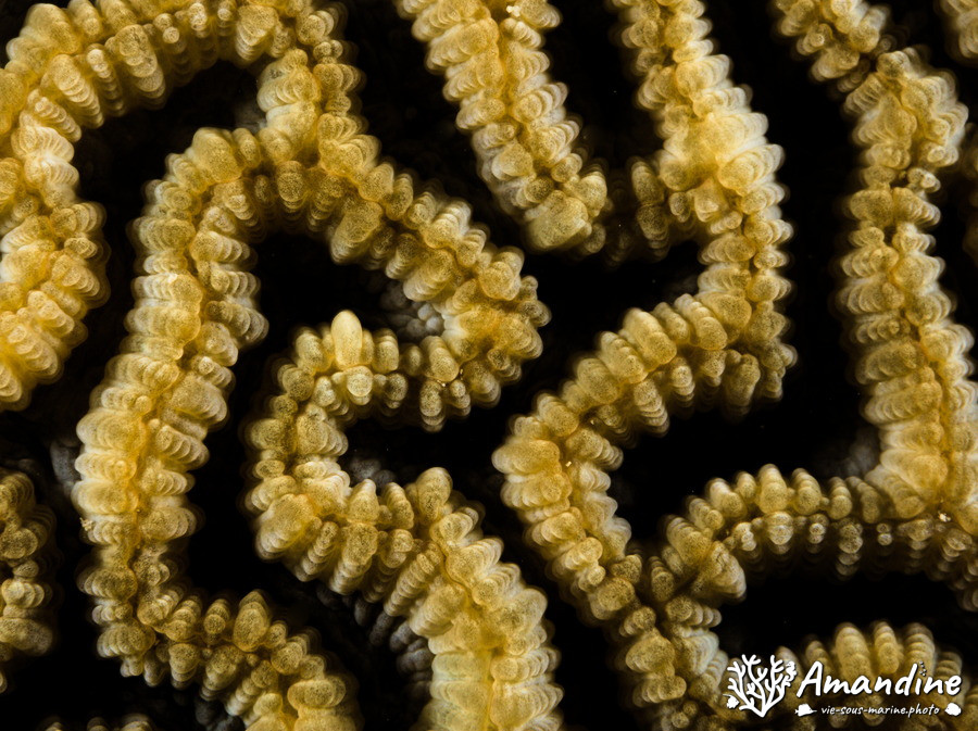 Corail dur (scleractiniaire)