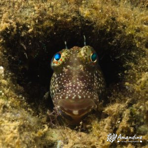 Blennie - Nouvelle-Calédonie, Nouméa, Ouémo