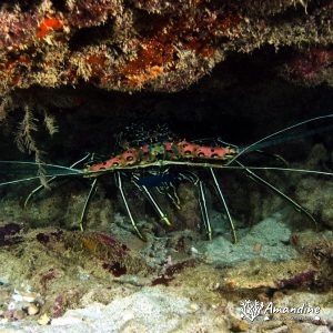 Crustacés » Langouste