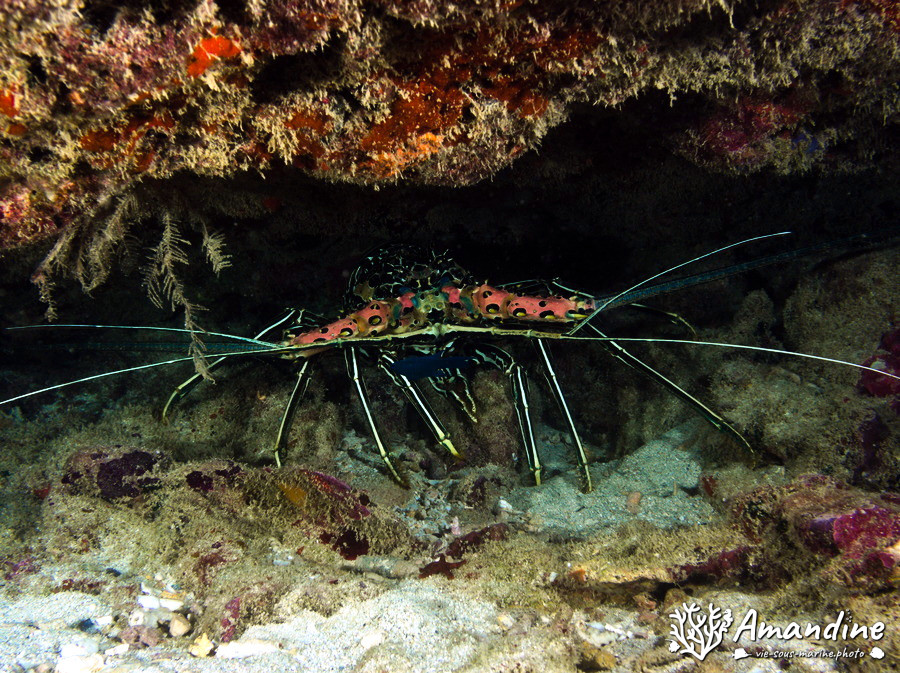 Langouste