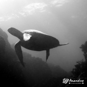 Tortue marine » Chelonia mydas (tortue verte)