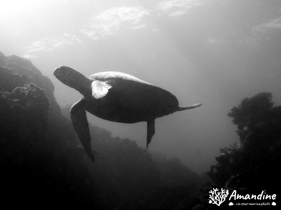 Chelonia mydas (tortue verte)
