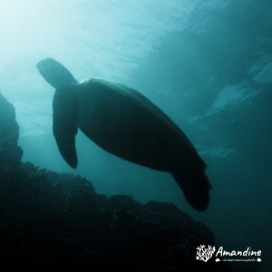 Tortue marine » Chelonia mydas (tortue verte)